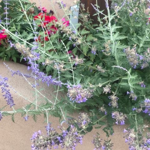 Meet your Posher, Marigail - Picture 1 of 1